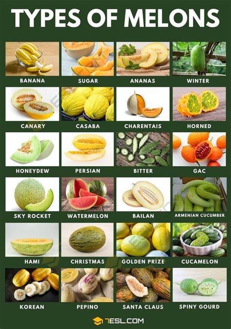 36 Types of Melons with Pictures